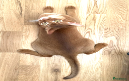 Abyssinian cats for sale: Sorrel Abyssinian, GCCF Reg, Champion Line - Image 8