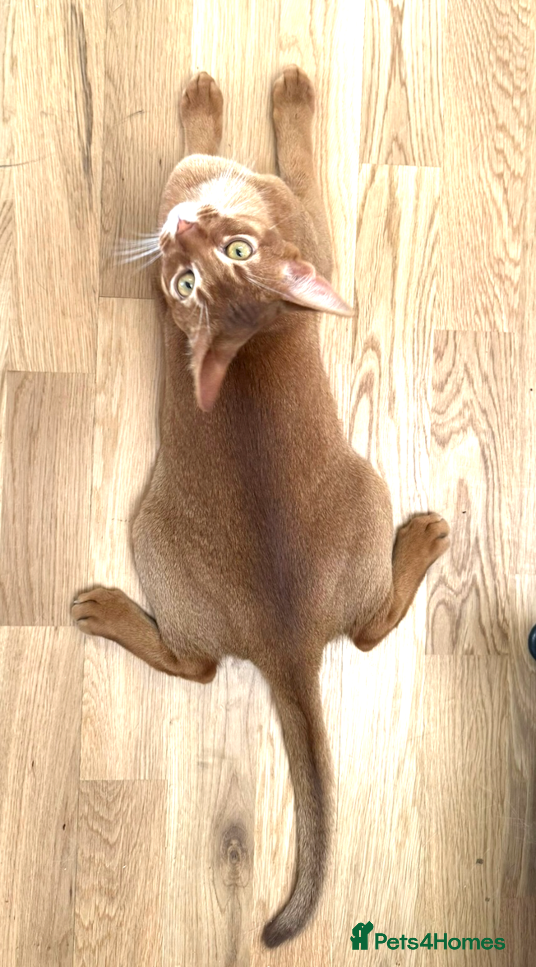 Abyssinian cats for sale: Sorrel Abyssinian, GCCF Reg, Champion Line - Image 8