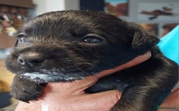 Patterdale Terrier dogs for sale: Patterdale Terrier available,wee Jake. - Image 5