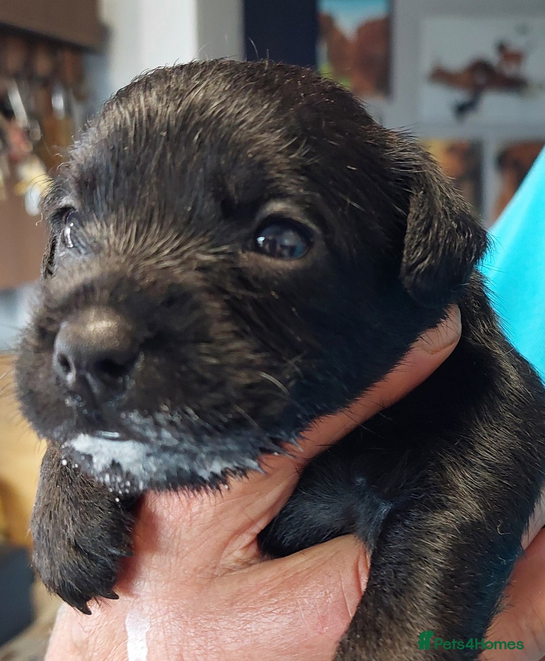 Patterdale Terrier dogs for sale: Patterdale Terrier available,wee Jake. - Image 5