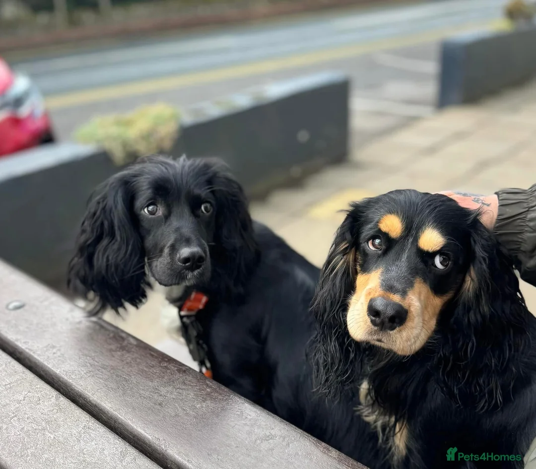 Cocker Spaniel dogs for sale: Cocker spaniel puppies - Advert 18