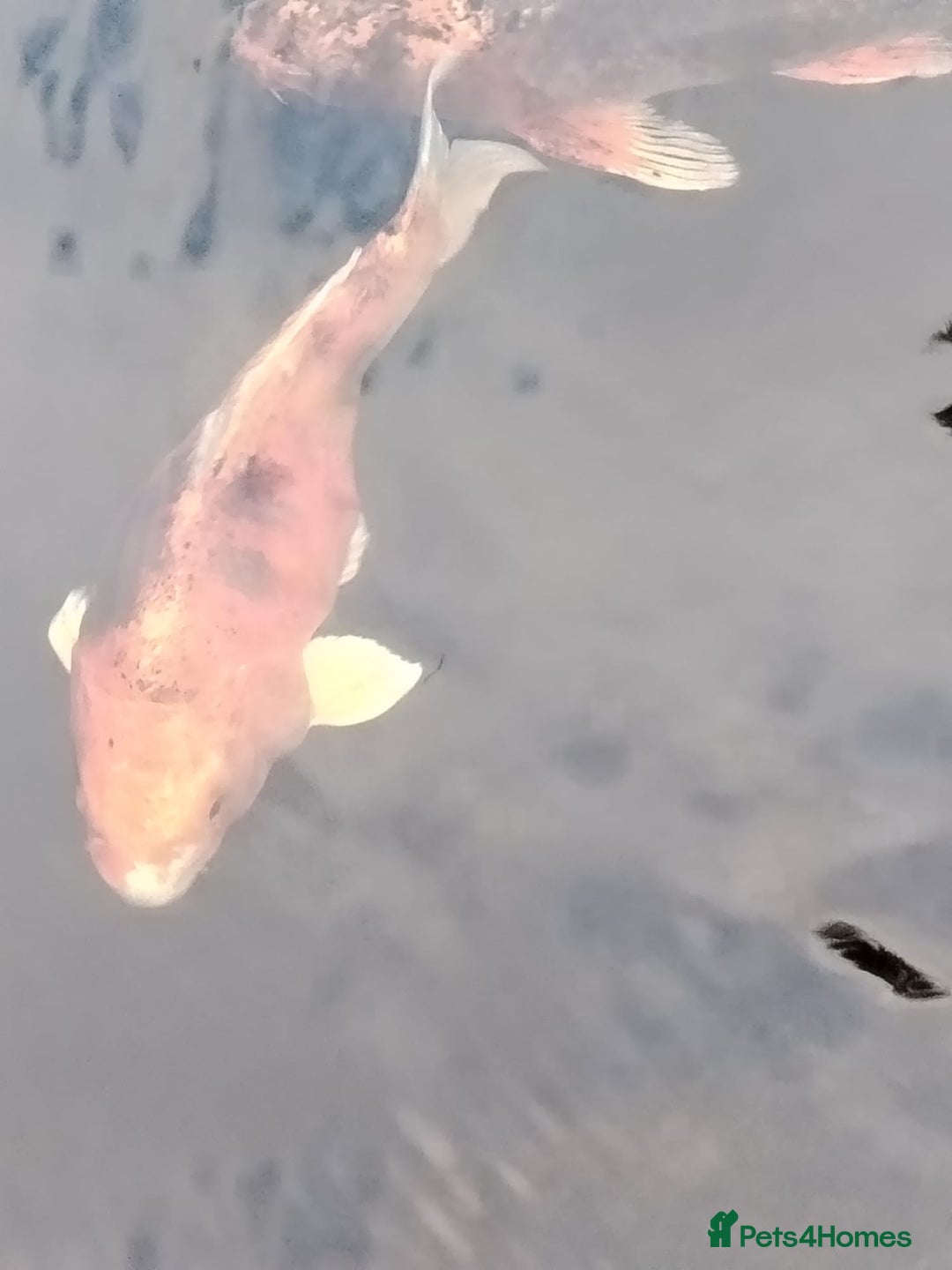 Koi Carp fish for sale: Koi Carp pond fish healthy and very big  - Image 24