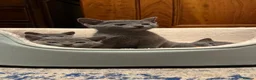 Russian Blue cats for sale: Beautiful GCCF Registered Russian Blue Kittens - Advert 4