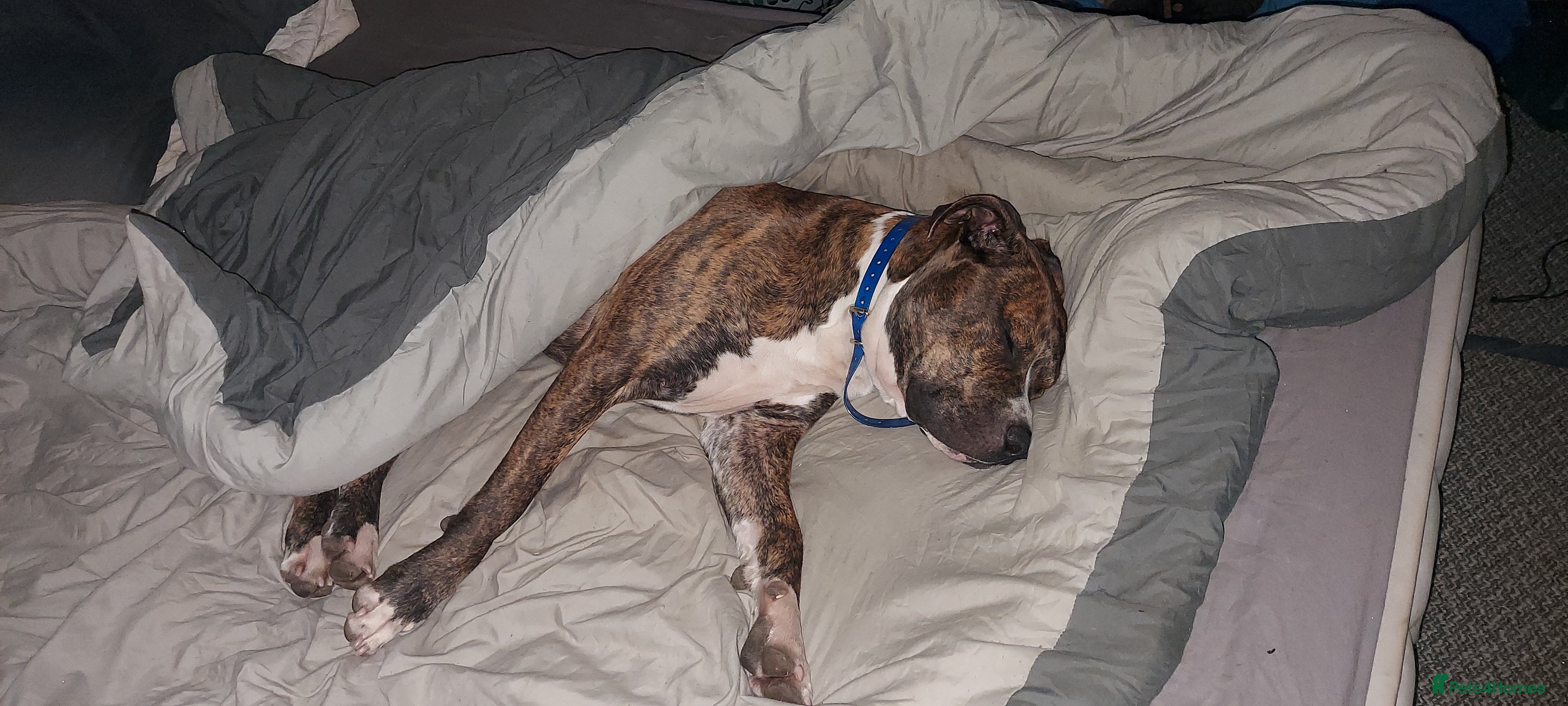 Staffordshire Bull Terrier dogs Proven Staffordshire Bull Terrier Stud – Brindle in Doncaster - Advert 12