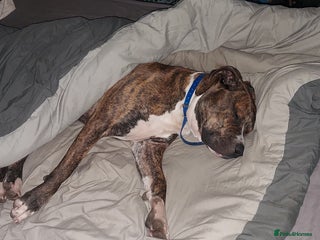 Staffordshire Bull Terrier dogs in Doncaster - Advert 1