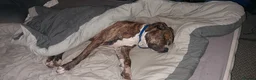 Staffordshire Bull Terrier dogs for stud: Proven Staffordshire Bull Terrier Stud – Brindle in Doncaster - Advert 1