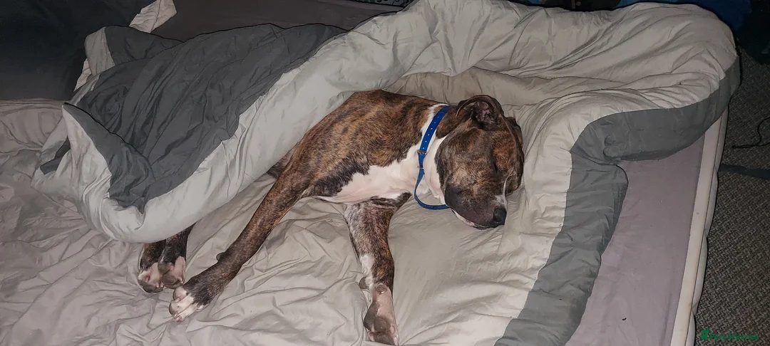 Staffordshire Bull Terrier dogs for stud: Proven Staffordshire Bull Terrier Stud – Brindle in Doncaster - Advert 1