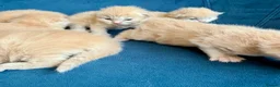 Ragcoon cats for sale: Rare Ragacoon Ragdoll x Maine Coon  - Advert 17