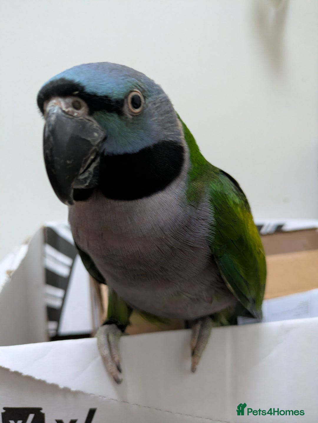 Parakeets birds for sale: Chinese Parakeet Derbyan Parakeet friendly - Advert 23