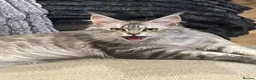 Maine Coon cats for sale: Stunning main coon Strom  - Advert 9