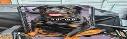 Rottweiler dogs for sale: Rottweiler Puppies  - Advert 1