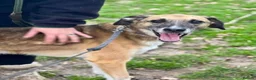 Mixed Breed dogs for adoption: Meet Erol, currently residing in Surrey in Chessington - Advert 8