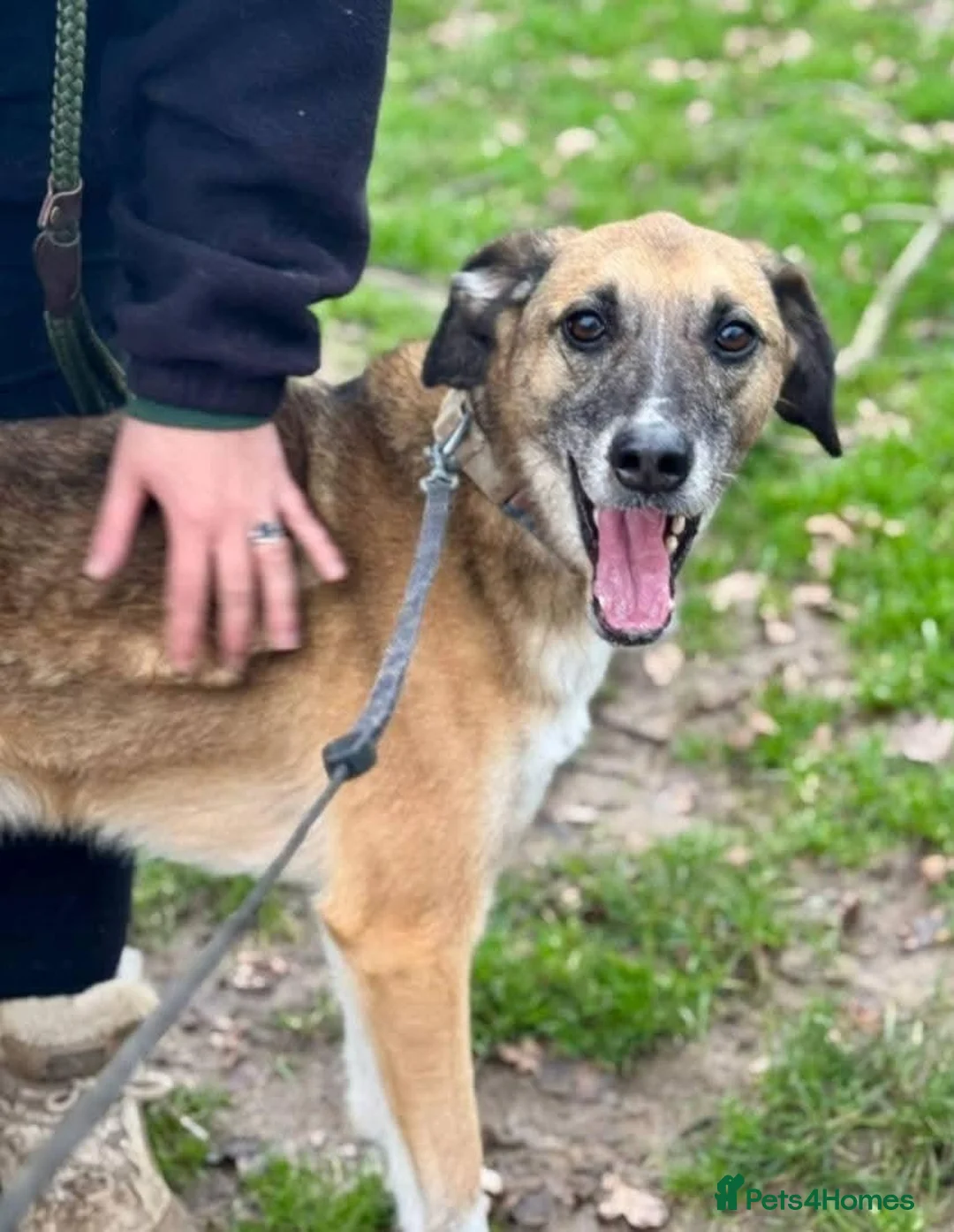 Mixed Breed dogs for adoption: Meet Erol, currently residing in Surrey in Chessington - Advert 8