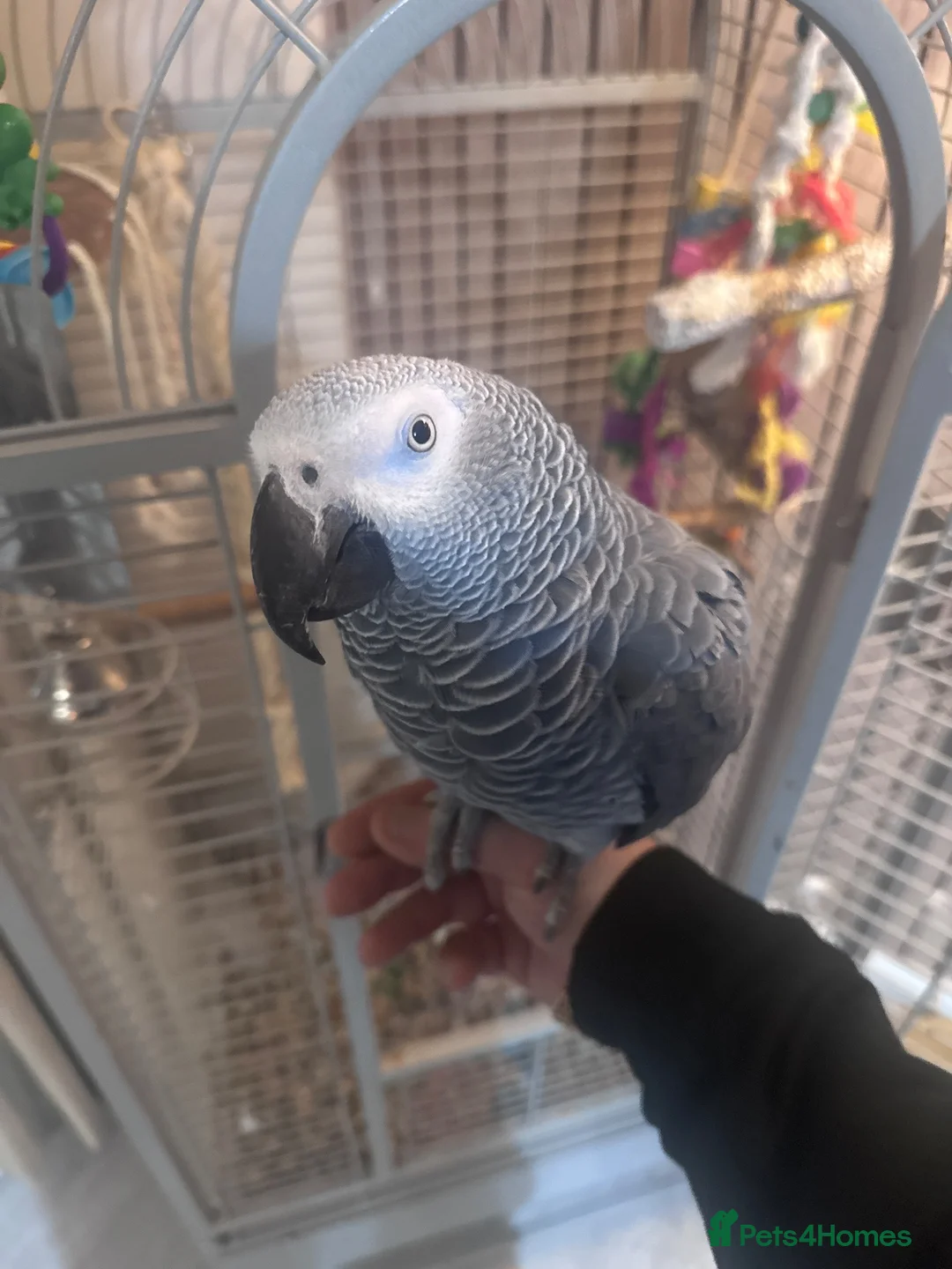 Parrots birds for sale: Highly Talkative African Grey in Dunmow - Advert 1