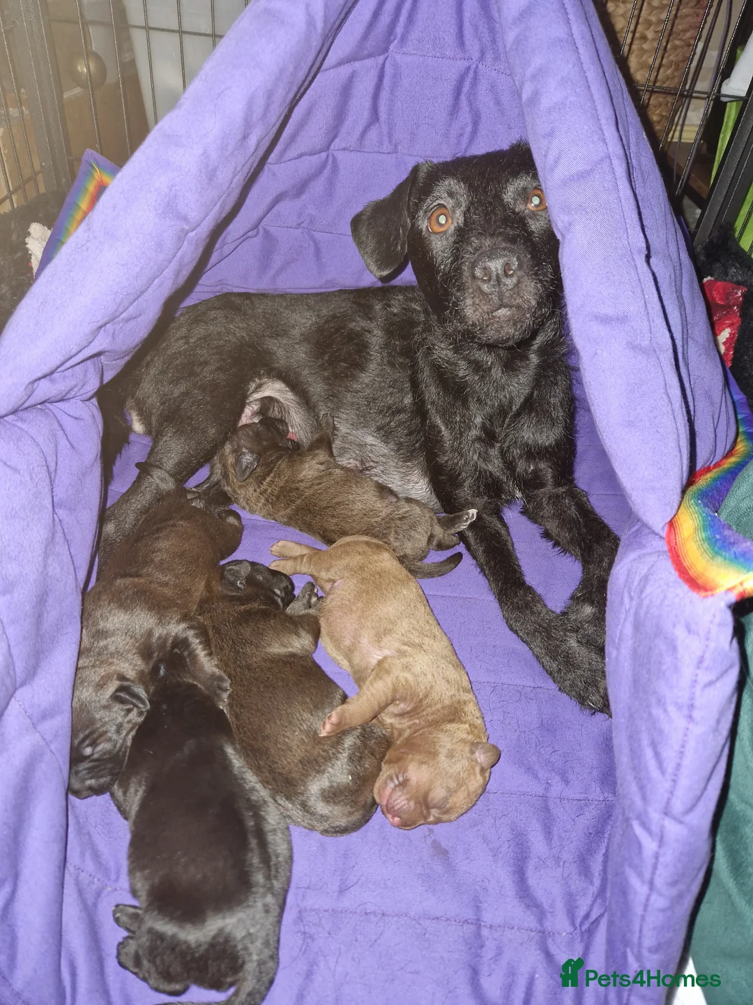 Patterdale Terrier dogs for sale: Patterdale Terrier Puppies in Crewe - Advert 9