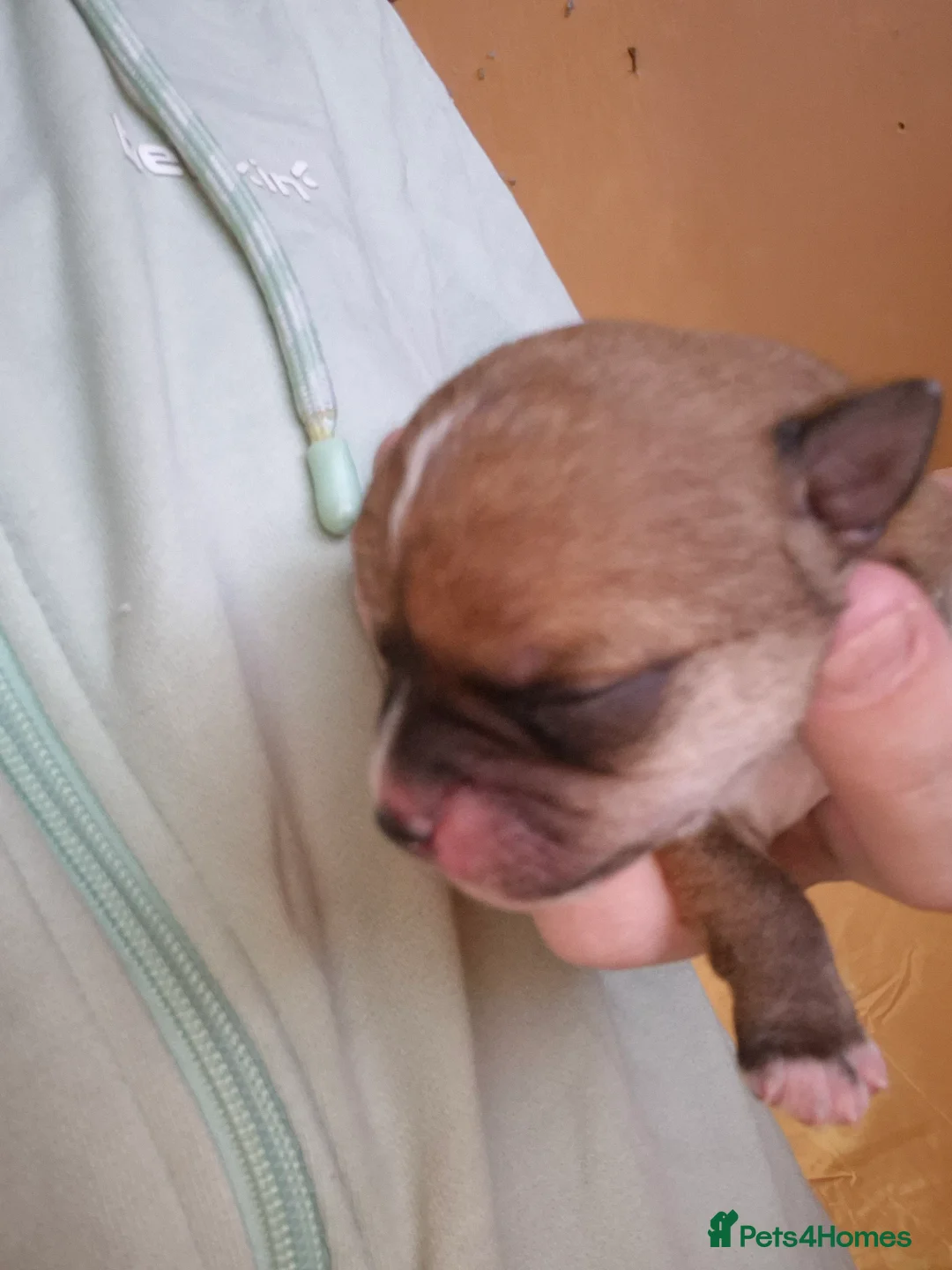 Chihuahua dogs for sale: 3 females pups for sale - Advert 4