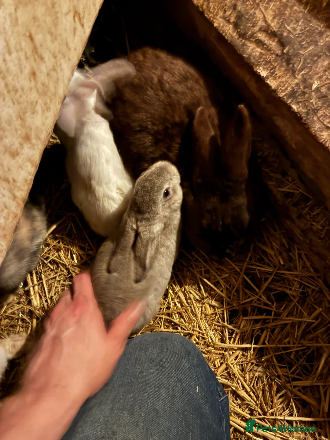 Rex rabbits for sale: Rex, velvet and mixed bunnies  - Advert 12