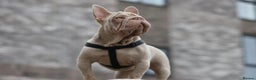 French Bulldog dogs for sale: Newshade Velvet Female Frenchie Pup - Advert 1