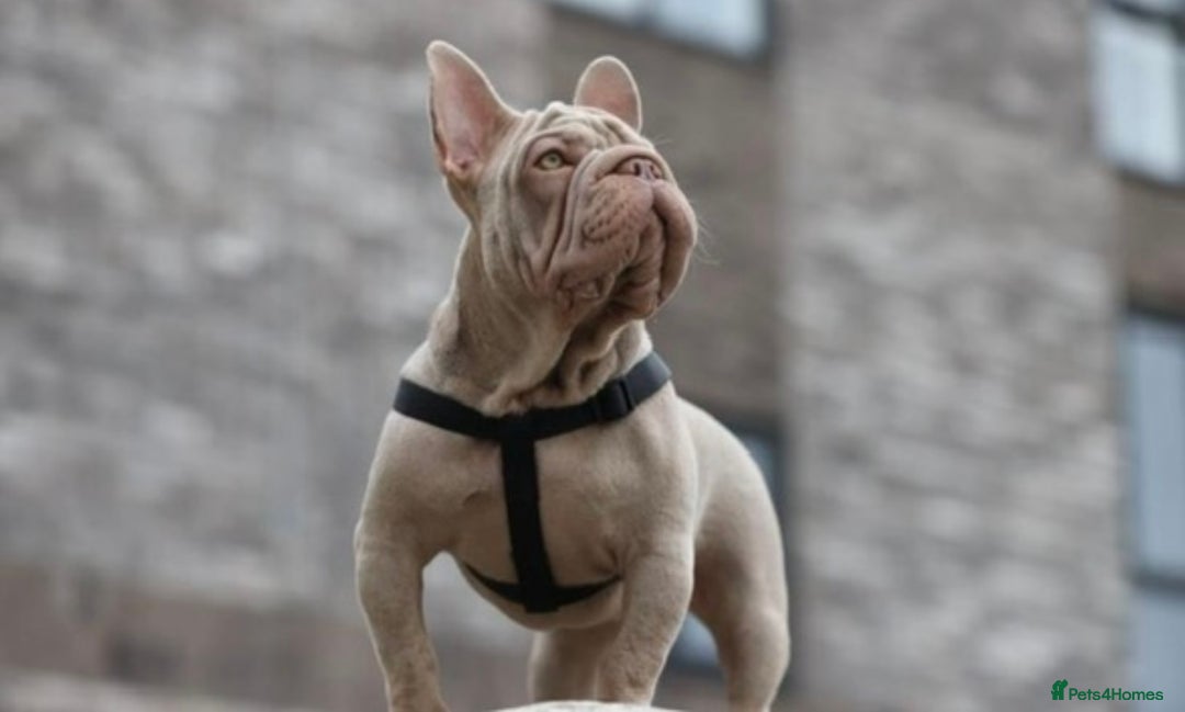 French Bulldog dogs for sale: Newshade Velvet Female Frenchie Pup - Advert 1