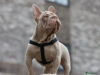 French Bulldog dogs Newshade Velvet Female Frenchie Pup - Advert 1