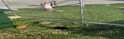 Rex rabbits for sale: Ready to leave now. 2 female 4 male Rex rabbits.  - Advert 6