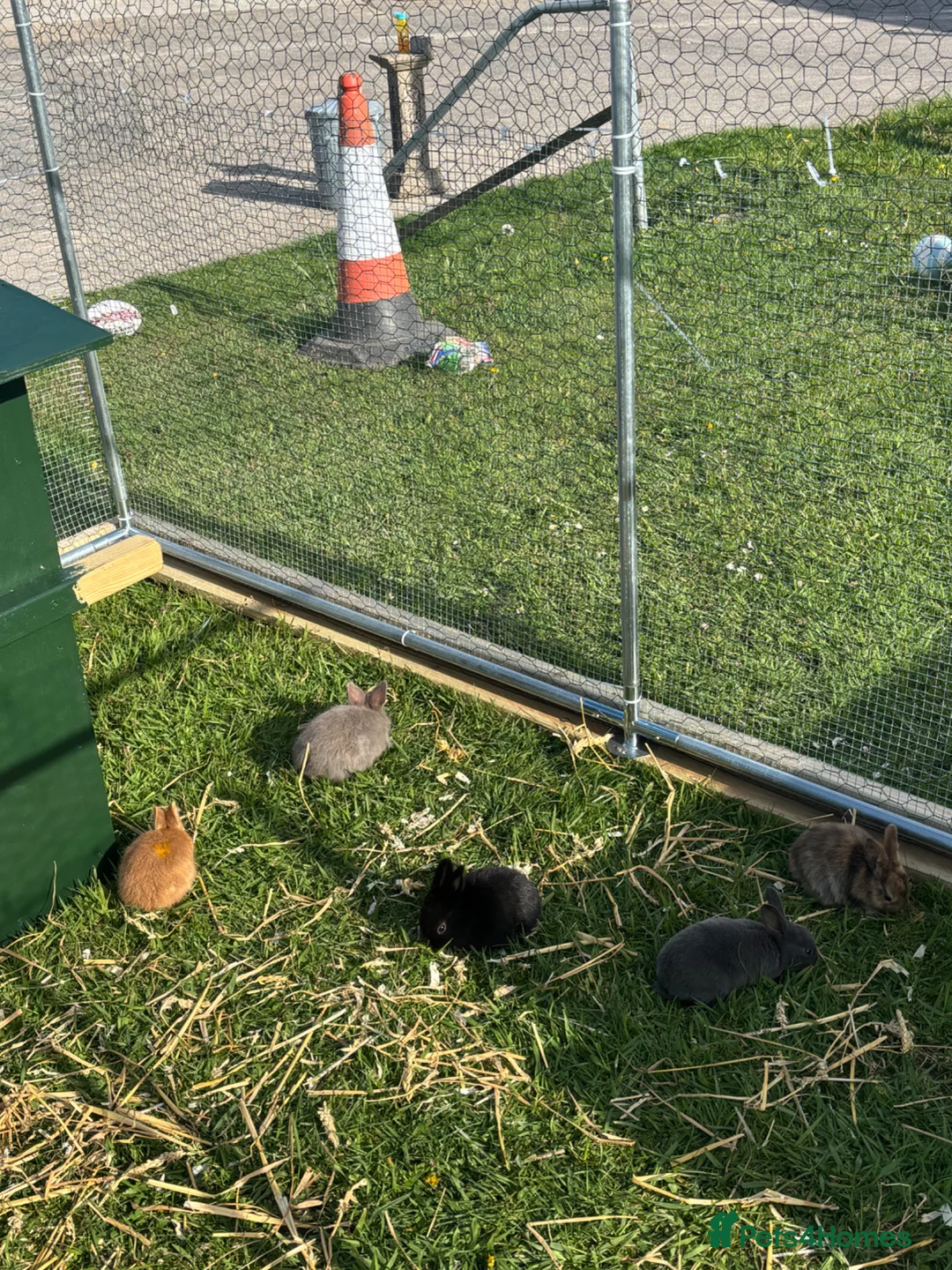 Rex rabbits for sale: Ready to leave now. 2 female 4 male Rex rabbits.  - Advert 6