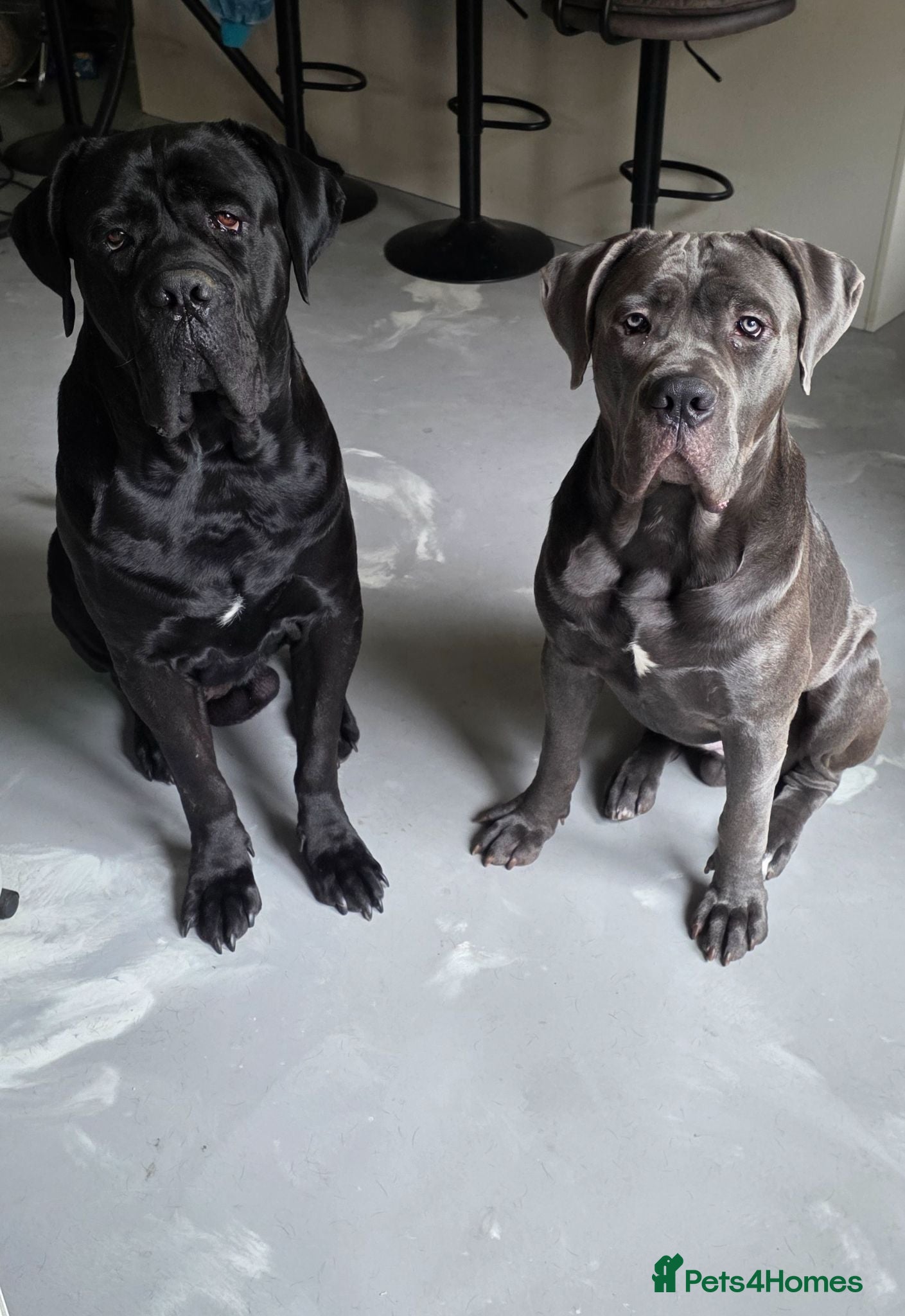 Cane Corso dogs Cane Corso Puppies - Advert 2