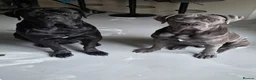 Cane Corso dogs for sale: Cane Corso Puppies - Advert 9