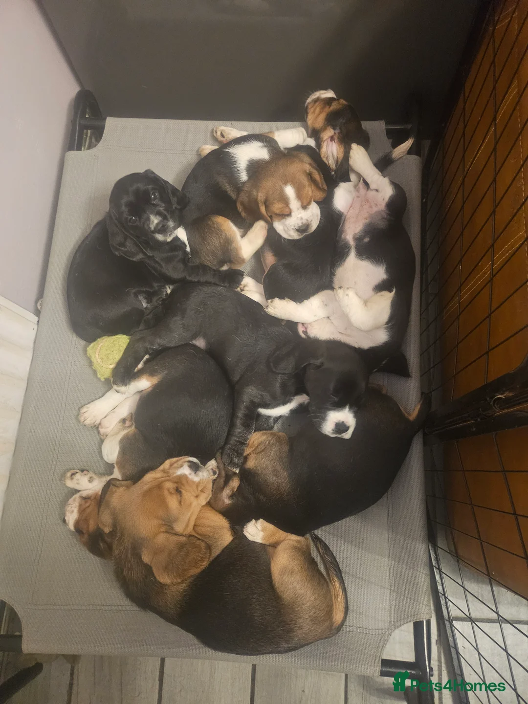 Bocker dogs for sale: Beagle cross with cooker spaniel  - Advert 9