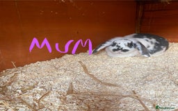 Mini Lop rabbits for sale: 3 beautiful girl baby bunnies  - Image 18