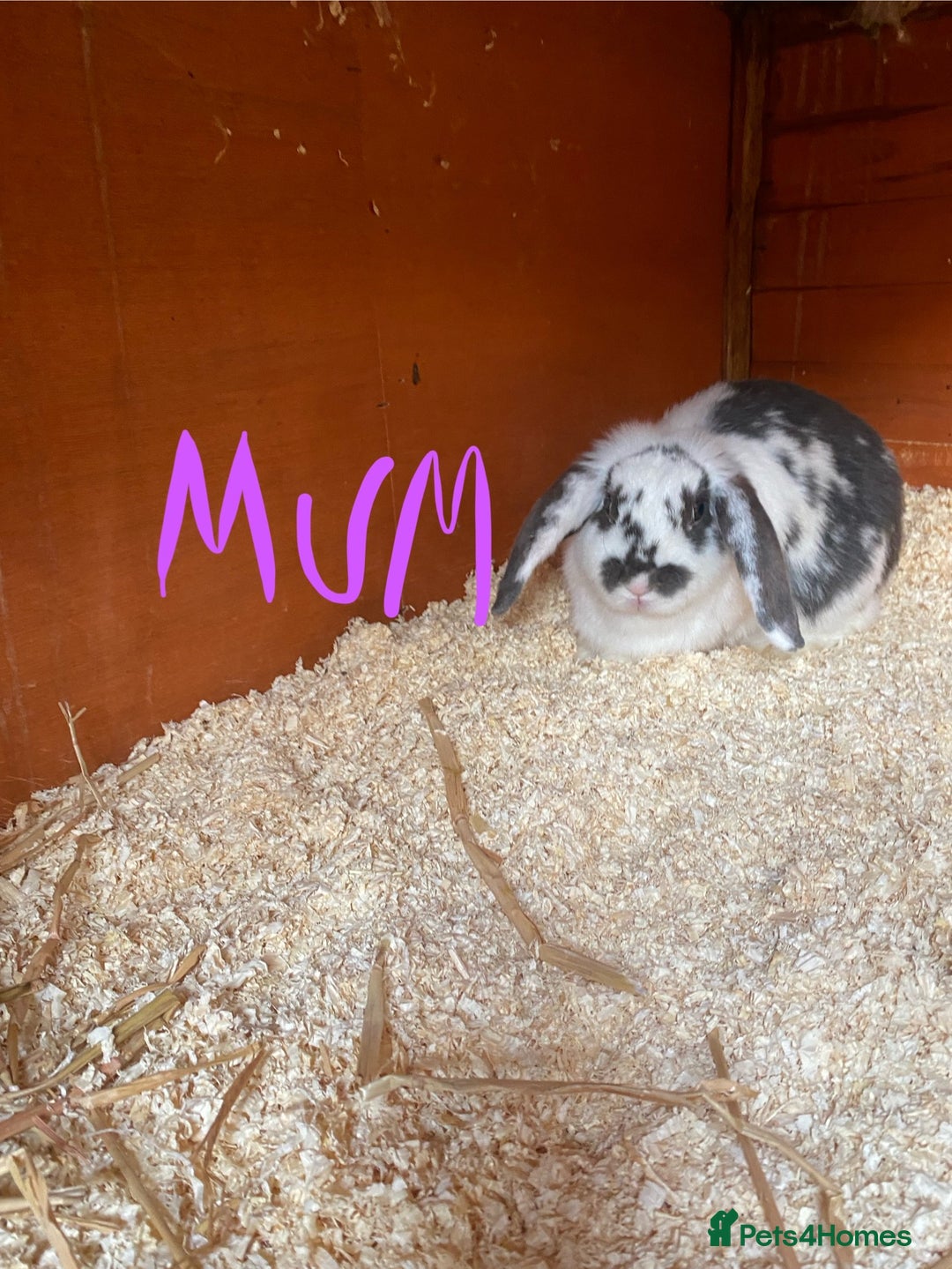 Mini Lop rabbits for sale: 3 beautiful girl baby bunnies  - Image 18