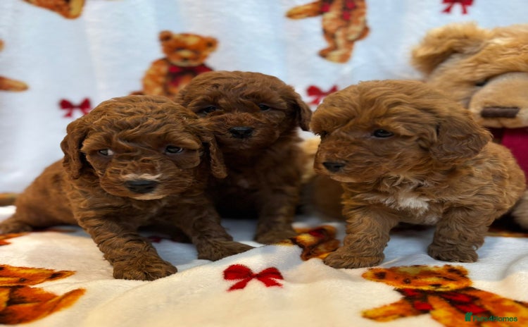 Cockapoo dogs Health Clear Cockapoos - Advert 1