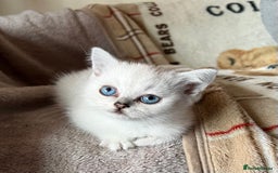 British Shorthair cats for sale: British Shorthair colourpoint kittens  - Image 8