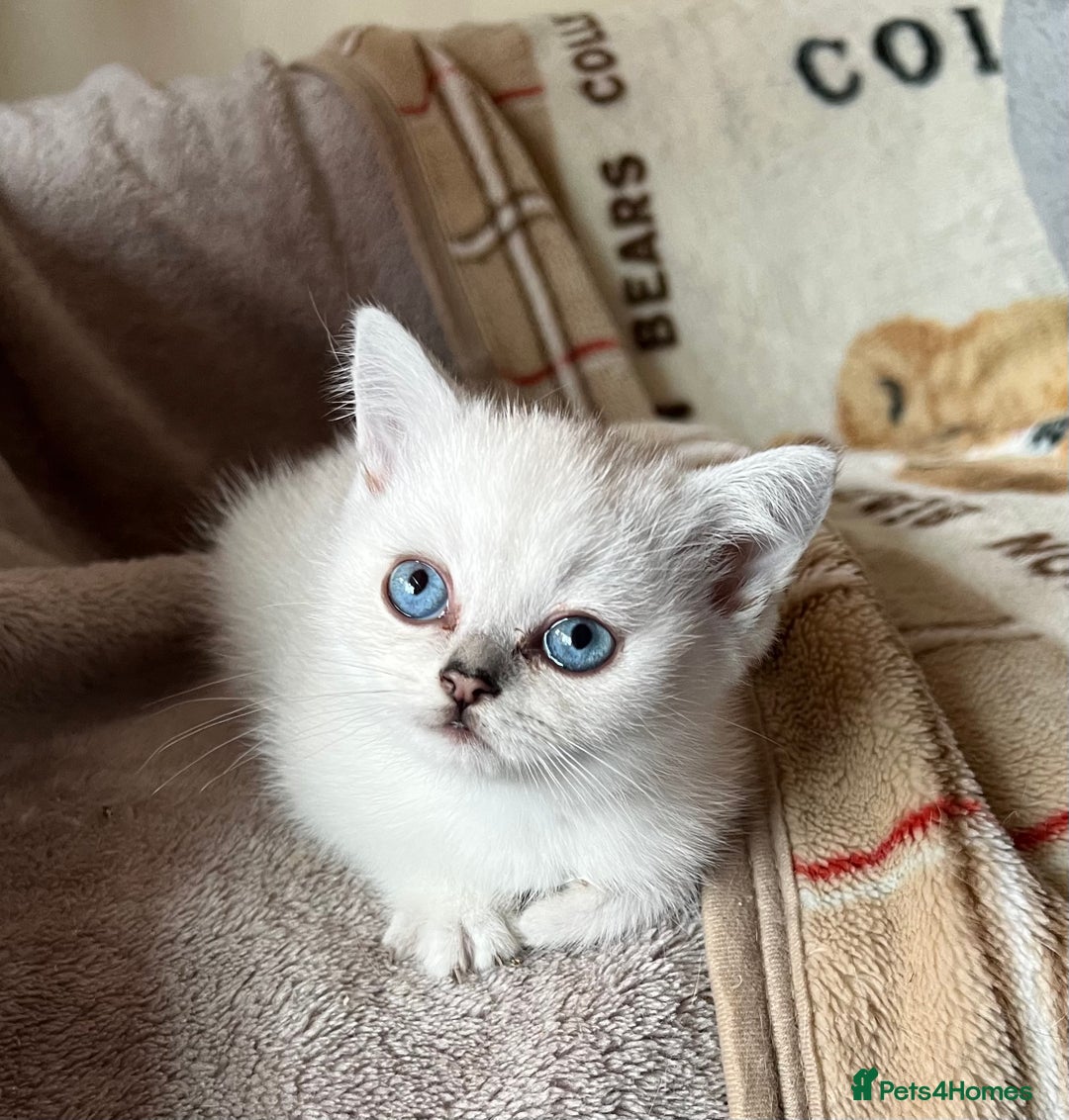 British Shorthair cats for sale: British Shorthair colourpoint kittens  - Image 8