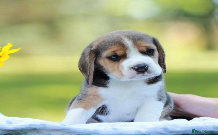 Beagle dogs - Advert 1