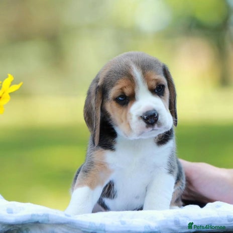 Beagle dogs - Advert 1