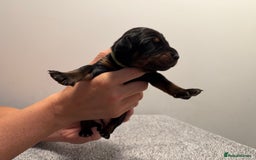 Dobermann dogs for sale: ⭐️🩸12x Championship Bloodline Doberman Puppies - Image 5