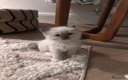 Ragdoll cats for sale: Mitted Blue Point Ragdoll  - Image 3