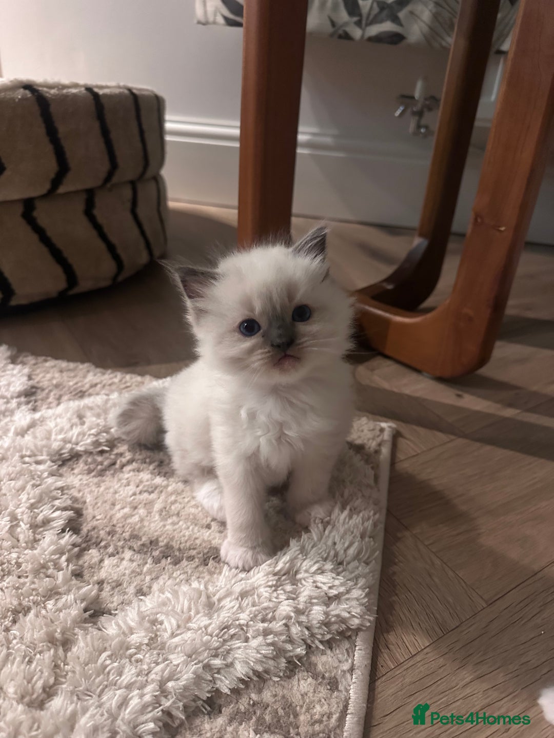 Ragdoll cats for sale: Mitted Blue Point Ragdoll  - Image 3