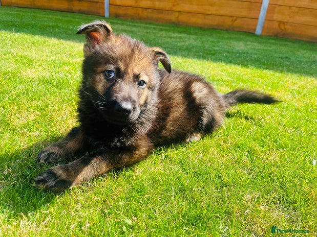 German Shepherd dogs - Advert 4