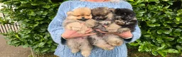 Pomeranian dogs for sale: Tiny hearts wrapped in fluffy coats ready for love - Advert 6