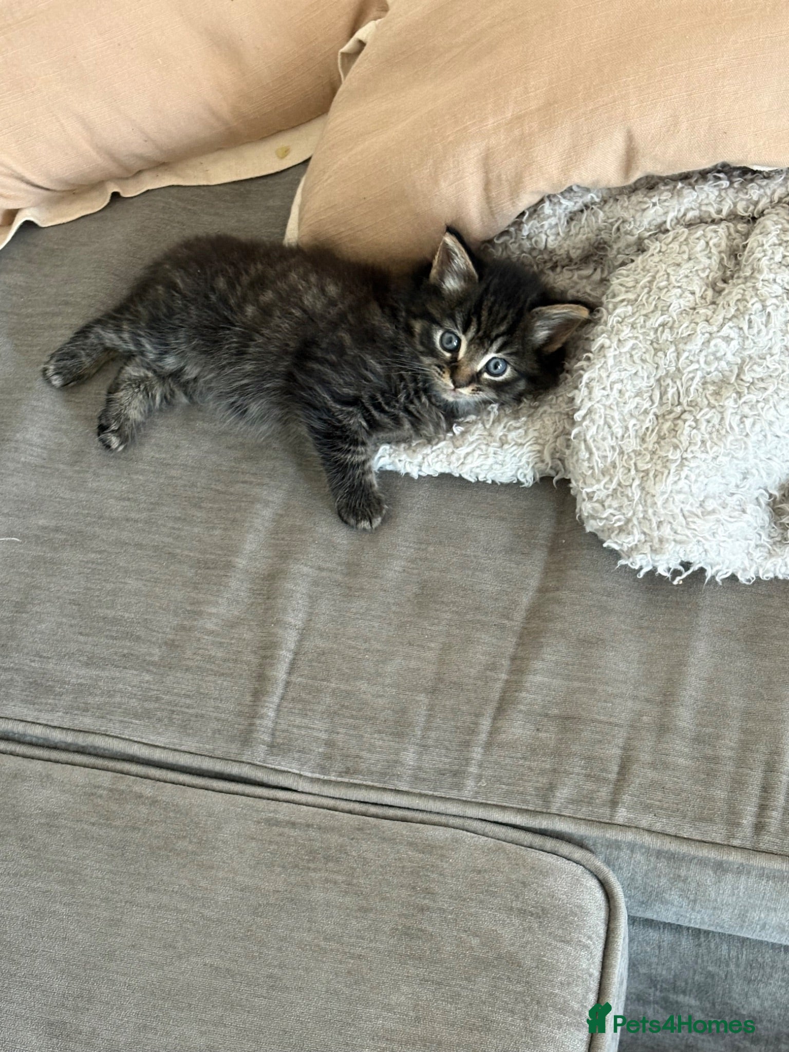 Mixed Breed cats Kitten for sale  - Advert 7