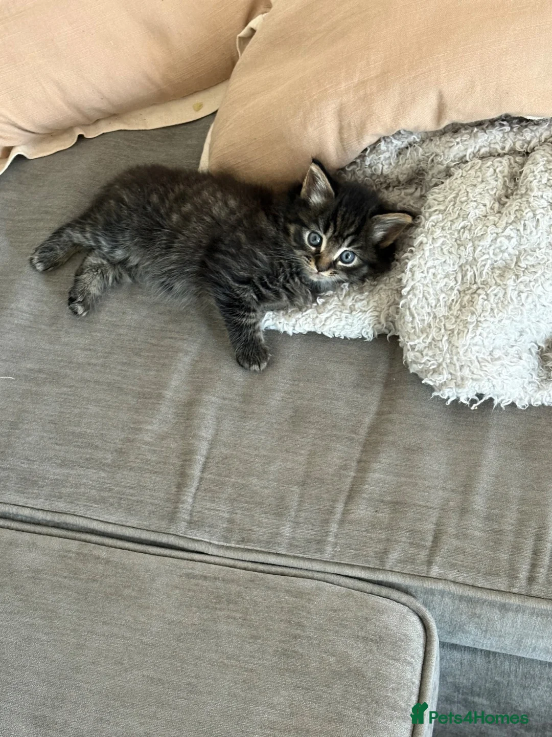 Mixed Breed cats for sale: Kitten for sale  - Advert 1