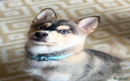 Pomsky dogs for sale: Pomsky blue eye Husky looking  - Image 2