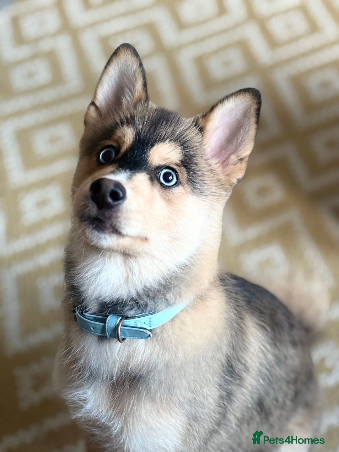 Pomsky dogs for sale: Pomsky blue eye Husky looking  - Image 2