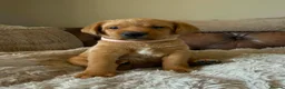 Labrador Retriever dogs for sale: Fox red Labradors puppy  in Yelverton - Advert 17