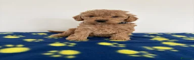 Toy Poodle 2