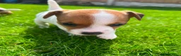 Jack Russell dogs for sale: Jack russell puppies  - Advert 7