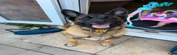 Belgian Shepherd Dog dogs for sale: Belgium Mali  - Advert 2