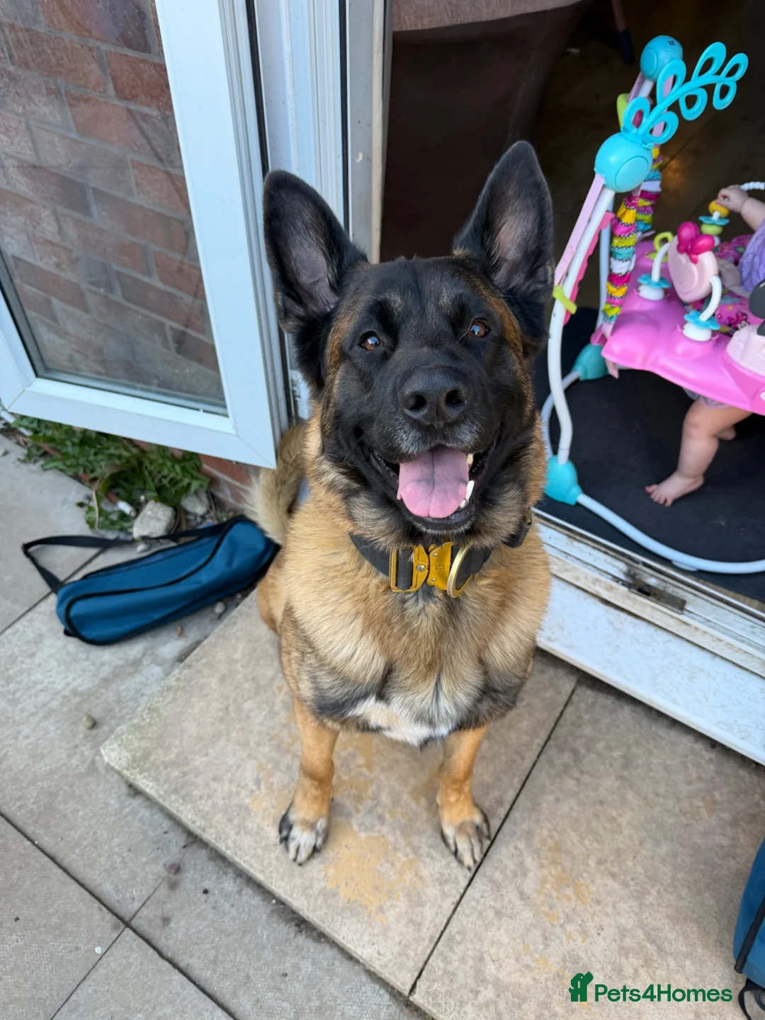 Belgian Shepherd Dog dogs for sale: Belgium Mali  - Advert 2